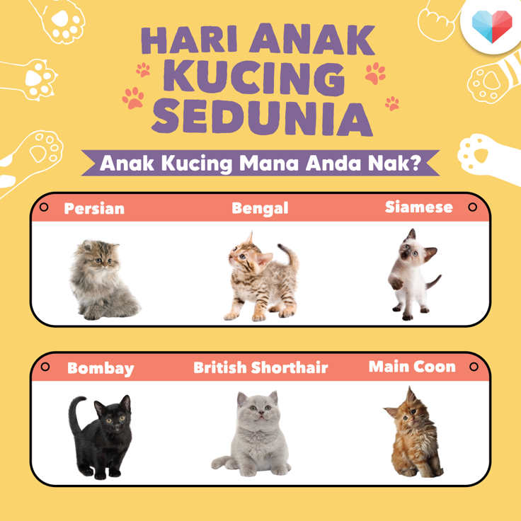 Hari Kucing Sedunia!
