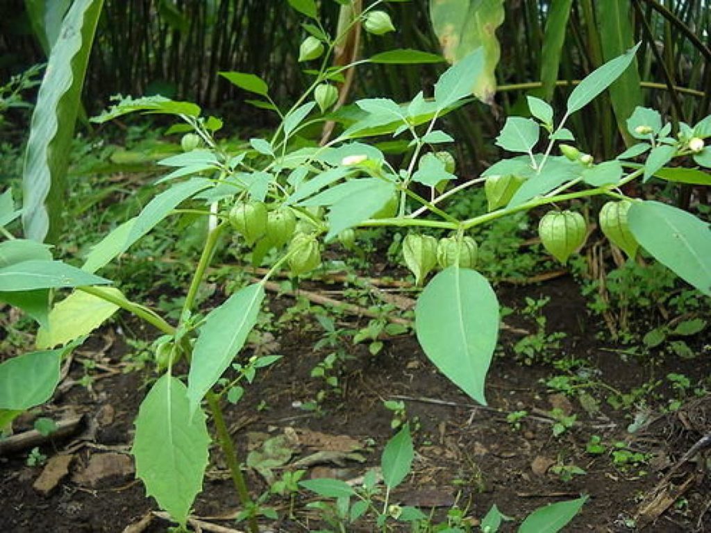 8 Manfaat Dari Buah Ciplukan Sangat Baik Untuk Kesehatan Tubuh
