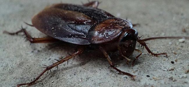 9 Cara Mengusir Kecoa Yang Ada Di Rumah Bisa Dicoba Parents 9 Cara Mengusir Kecoa Yang Ada Di Rumah Bisa Dicoba Parents