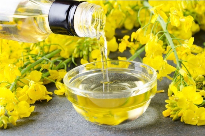 ilustrasi Canola oil