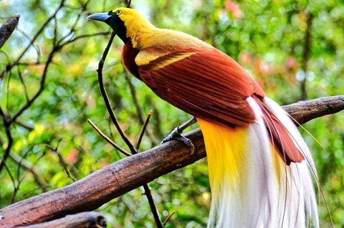 7 Contoh Fauna Australis atau Hewan Endemik Indonesia bagian Timur