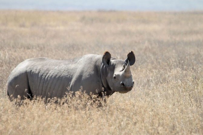 10 Hewan yang Sudah Punah di Dunia, Ada Mammoth Hingga Ibex!