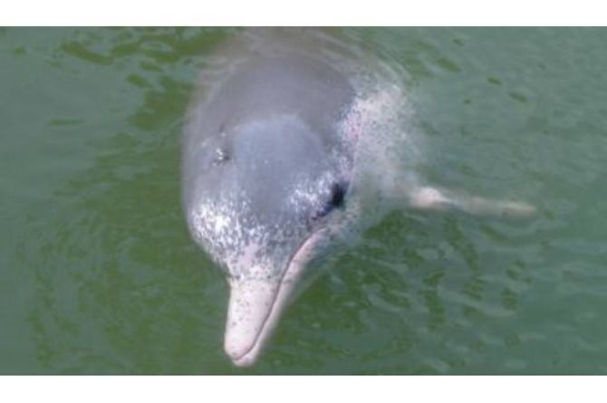 10 Hewan yang Sudah Punah di Dunia, Ada Mammoth Hingga Ibex!