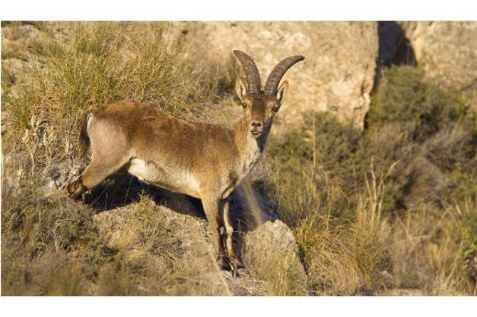 10 Hewan yang Sudah Punah di Dunia, Ada Mammoth Hingga Ibex!