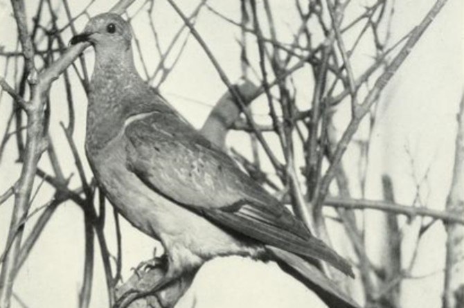 10 Hewan yang Sudah Punah di Dunia, Ada Mammoth Hingga Ibex!