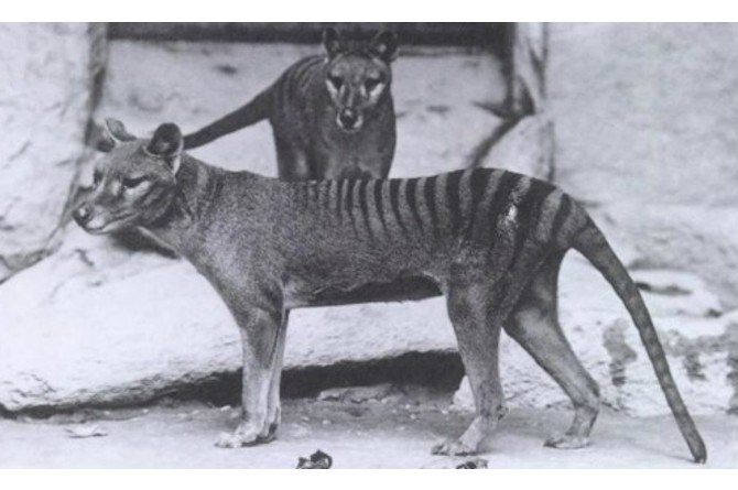 10 Hewan yang Sudah Punah di Dunia, Ada Mammoth Hingga Ibex!