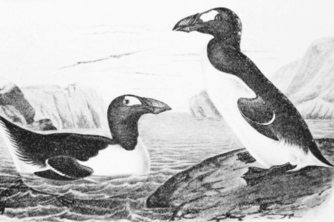 10 Hewan yang Sudah Punah di Dunia, Ada Mammoth Hingga Ibex!