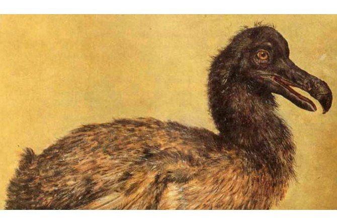 10 Hewan yang Sudah Punah di Dunia, Ada Mammoth Hingga Ibex!