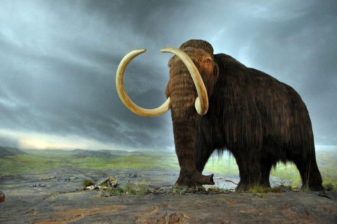 10 Hewan yang Sudah Punah di Dunia, Ada Mammoth Hingga Ibex!
