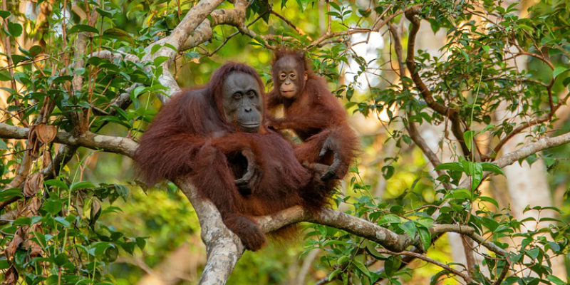 Warga Rusia Menyelundupkan Orang utan Dengan Cara Membiusnya Di Dalam Koper