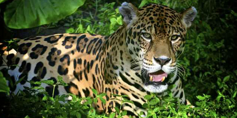 Nekat Selfie di Kebun Binatang, Wanita ini Diterkam Jaguar