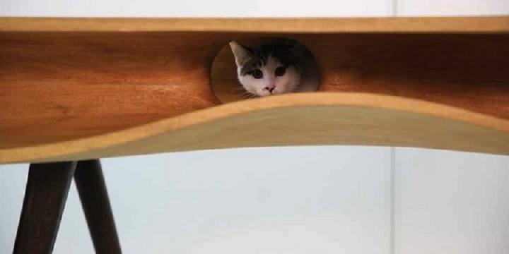 Bekerja di Rumah Tak Lagi Sulit dengan Meja Kerja Khusus Pencinta Kucing Ini!