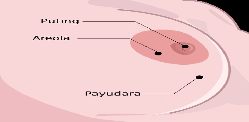 Saiz Areola Adakah Perbezaanya Areola Pada Setiap Wanita Ada Maksud